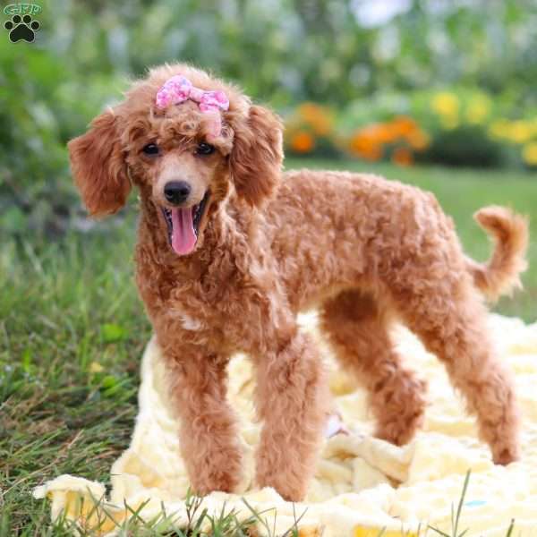 Leah, Miniature Poodle Puppy